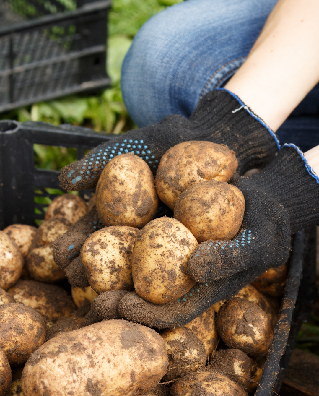Bio Kartoffeln in Kisten im Sortier- und Packbetrieb